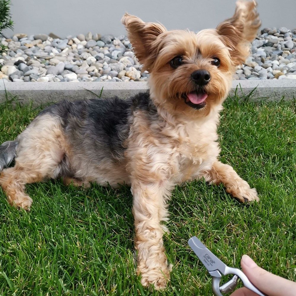 Krallenzange für Hunde, rostfrei