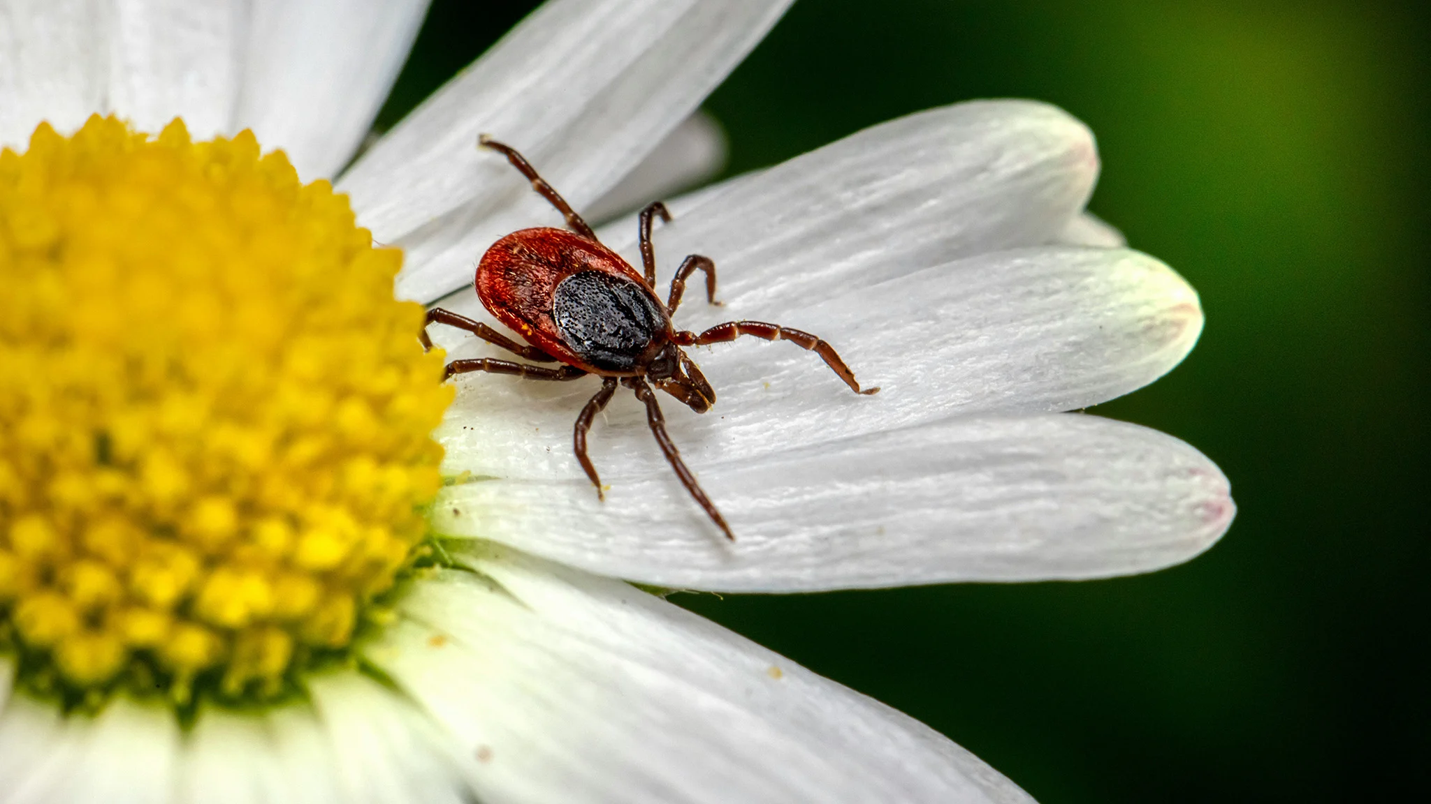 Zeckenentfernung Zeckenentfernung