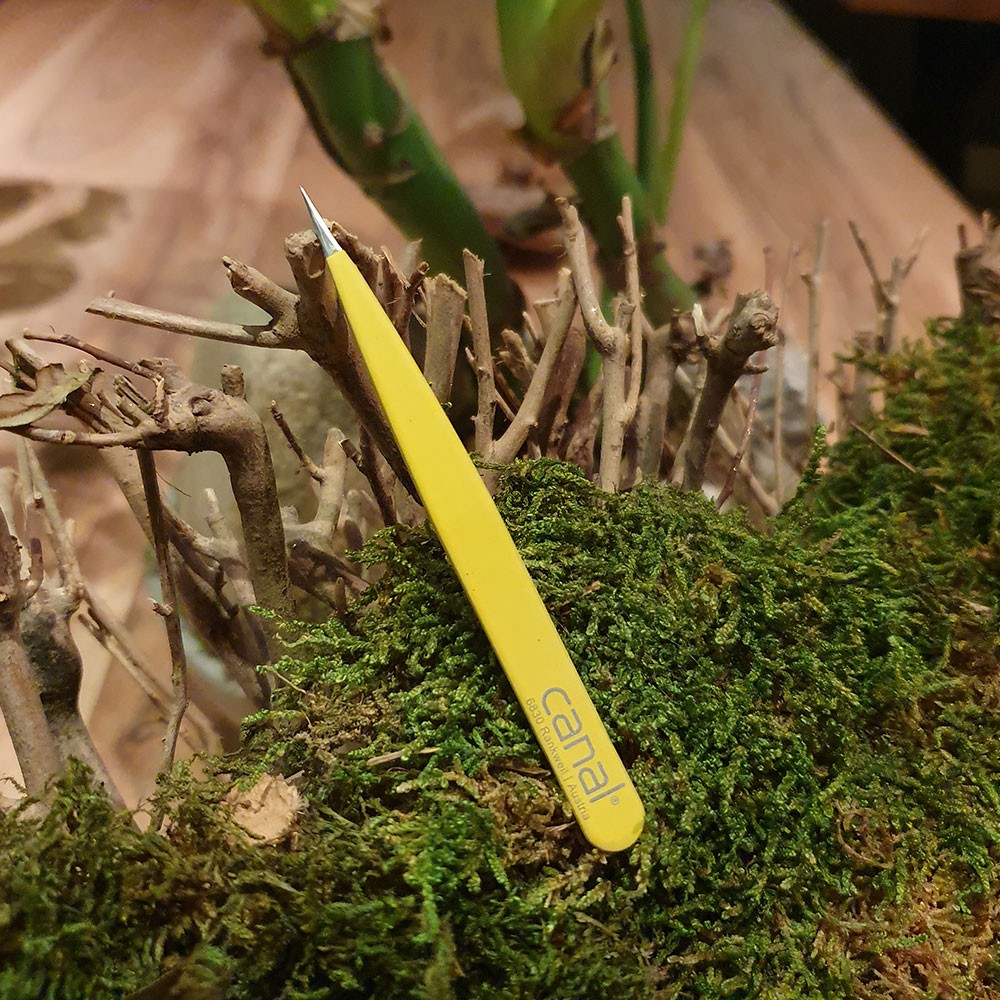 Splitterpinzette rostfrei Splitterpinzette rostfrei